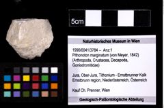 Foto (Objekt + Etiketten) von Pithonoton marginatum (von Meyer, 1842) 